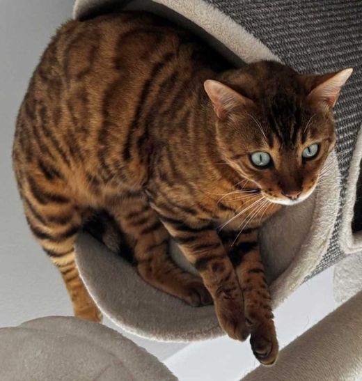 Bengal Cat, braun rosetted