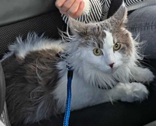 Maine Coon, weiss grau