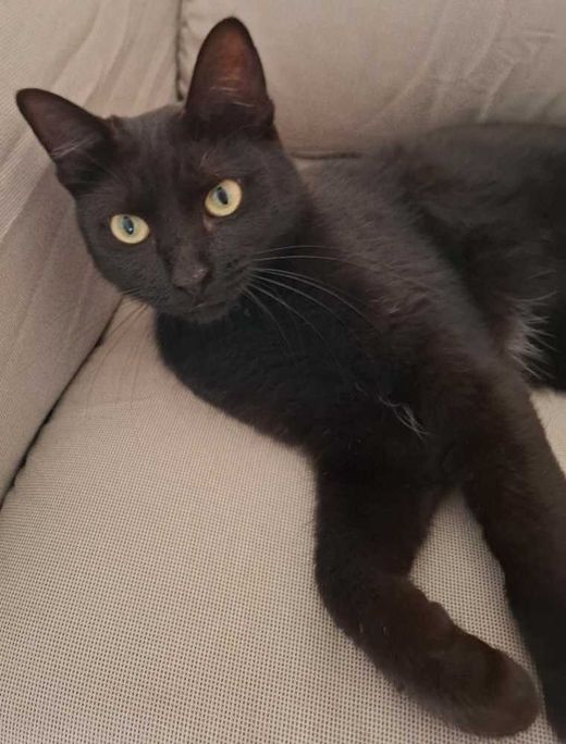 DSH, Schwarz