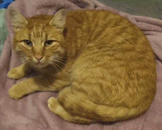Hauskater, rot-orange