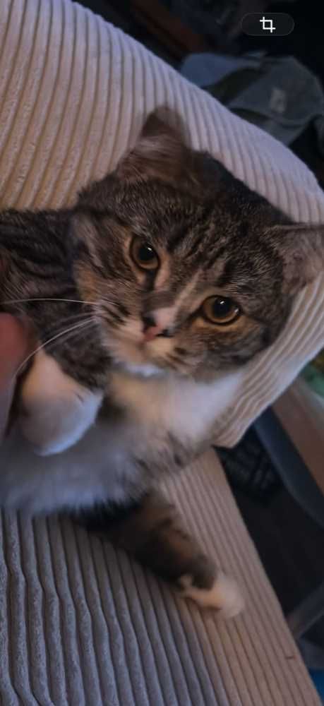 Britisch Kurzhaar-Hauskatze-Mix, braun-schwarz mit weiß