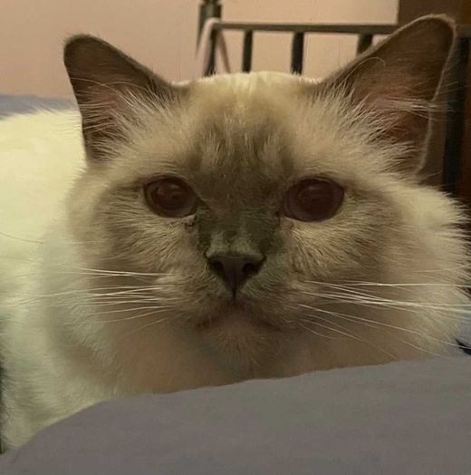 Birmakatze, weiß
