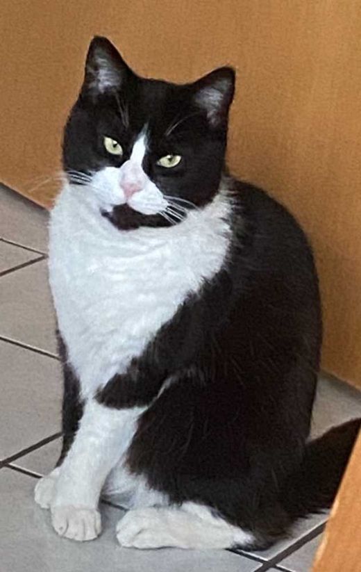 Maine Coon-Mix, schwarz-weiß