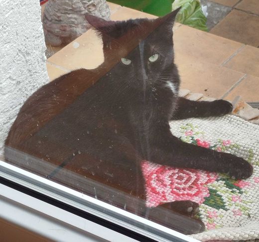 Europäisch Kurzhaar, schwarz mit weißen Abz.