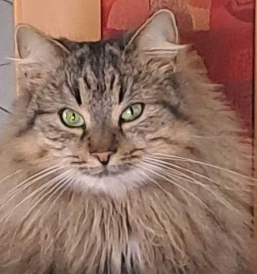 Mischling, braun getigert