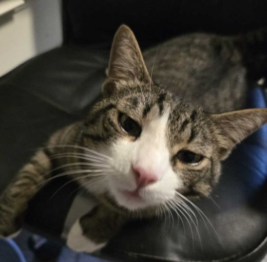 Hauskatze, grau-schw. getig mit weiß