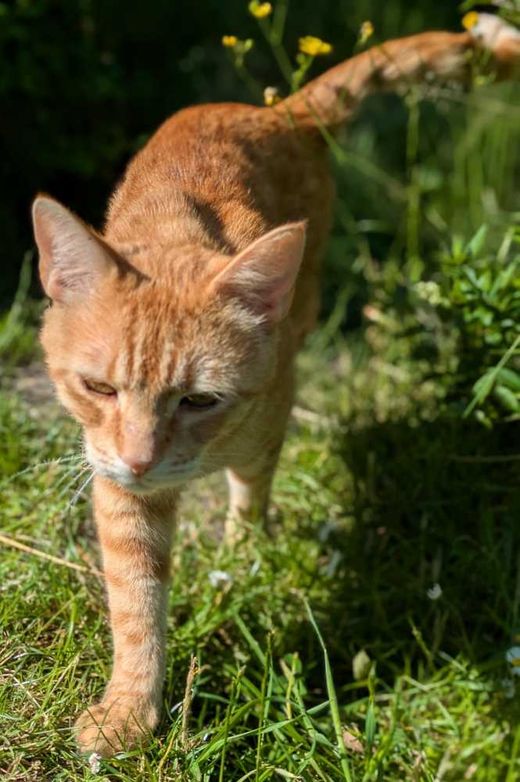 Europäisch Kurzhaar, rot getigert mit weiß
