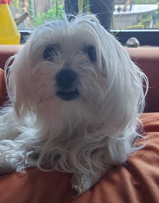 Bichon Frisé de Tenerife, weiß