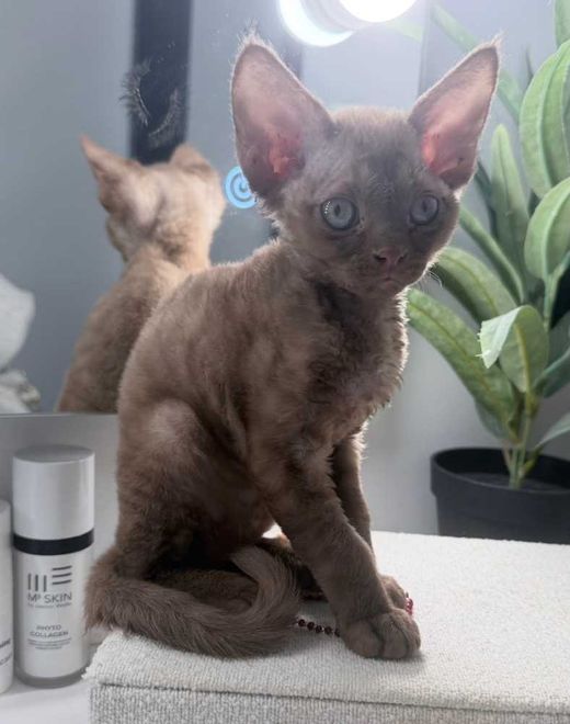 Devon Rex, cinamon