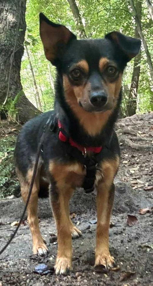 Pinscher/Ratoneo-Mix, schwarz-braun-wenig weiß