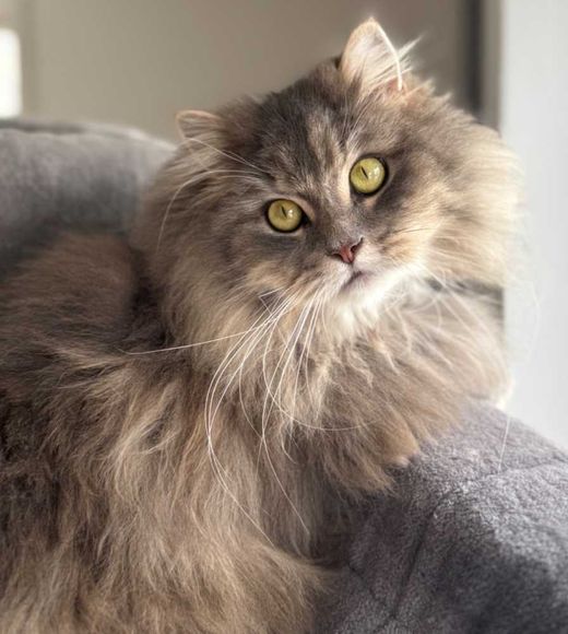 Deutsch Langhaar, blue-tabby blotched