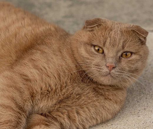 Scottish Fold, rot getigert