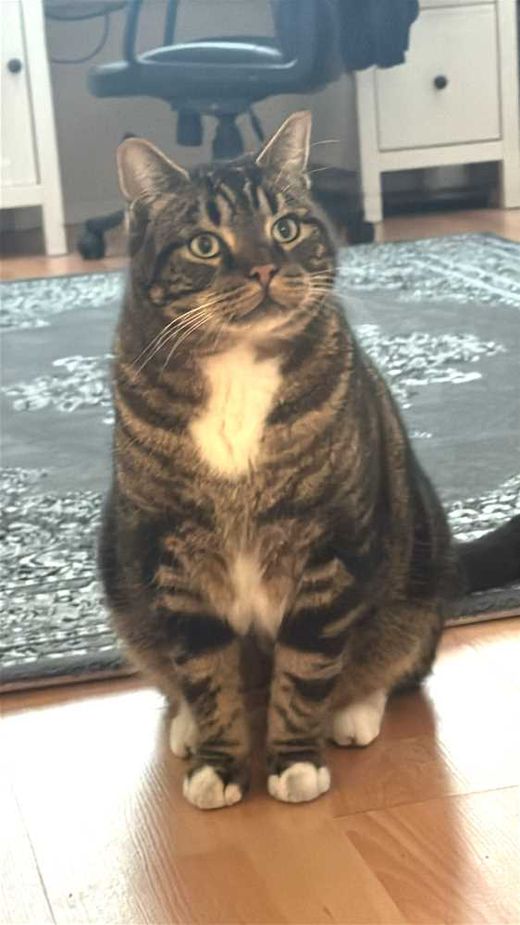 Bengal Cat-Europäisch Kurzhaar-Mix, schwarz-braun-gestreift