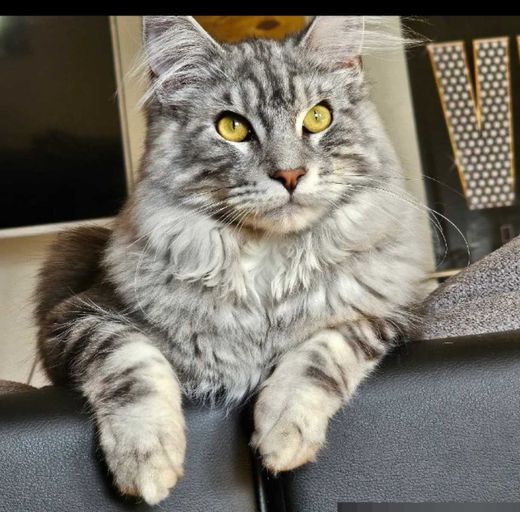 Maine Coon, grau Schwarz