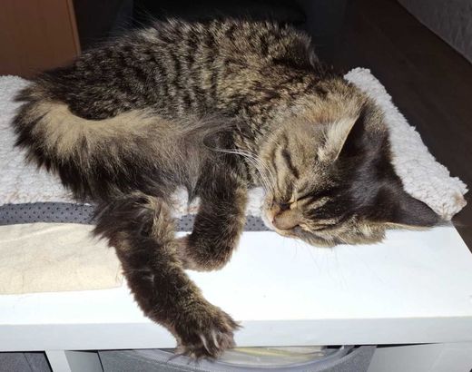 Maine Coon, black-silver-tabby macker