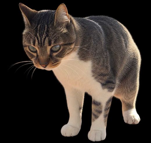 Hauskatze, Grau Weiss