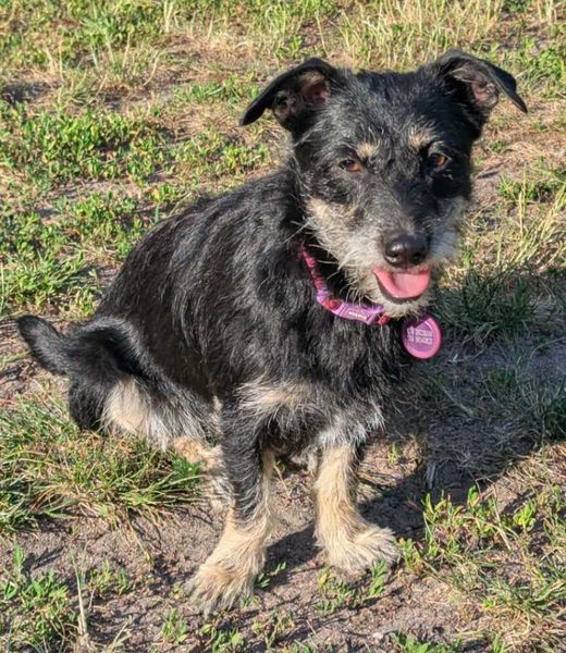 Terrier-Dachshund-Mix, schwarz-braun