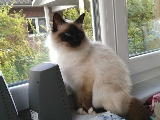 Birmakatze, weiß