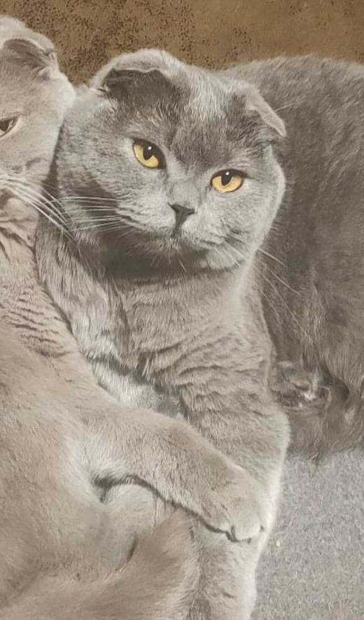 Scottish Fold, grau
