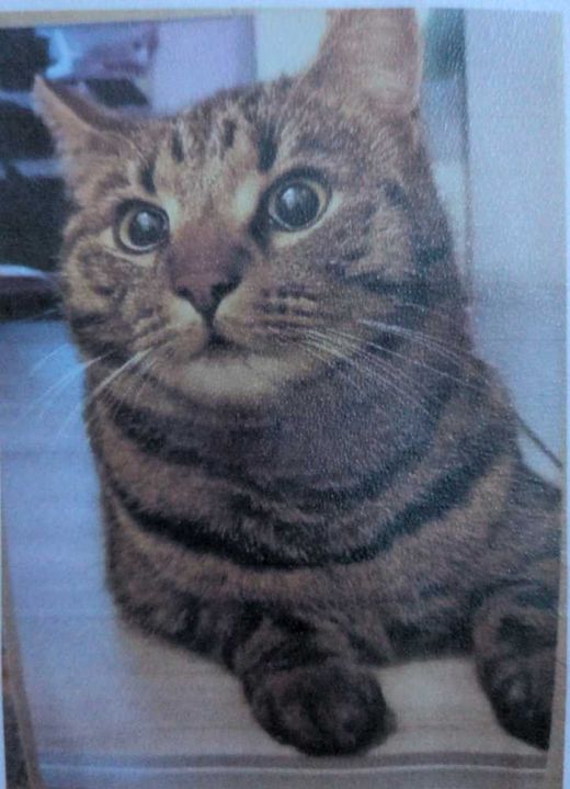 Hauskatze, braun getigert