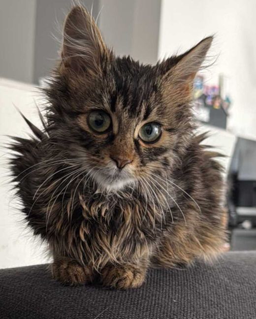 Europäische Langhaarkatze-Mix, Schwarz braun weiß