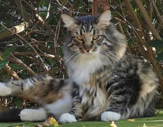 Norwegische Waldkatze, amber mit weißen Abz.
