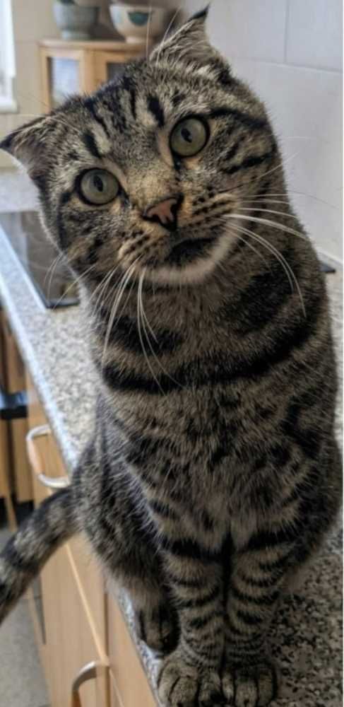 Scottish Fold-Mix, tabby