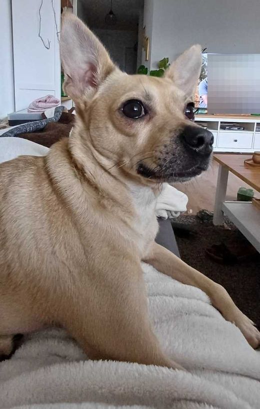 Chihuahua, creme