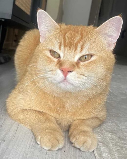 Mischling, orange