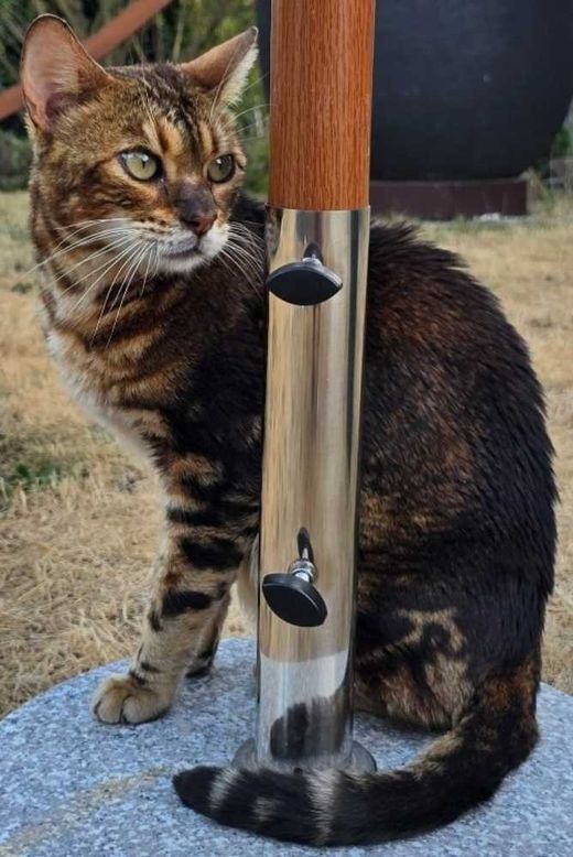 Bengal Cat, brown marbled tabby