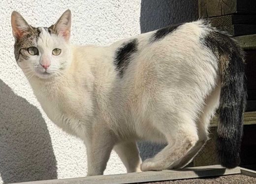 Europäisch Kurzhaar, weiß-grau-schwarz getiger