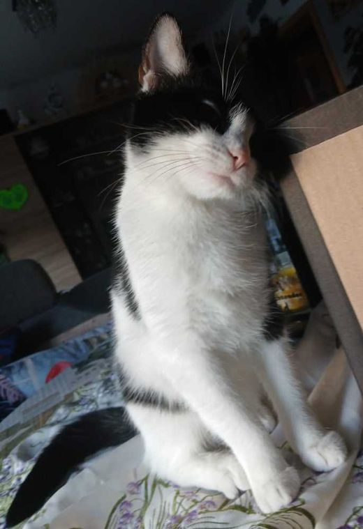Hauskatze, weiß mit schwarz