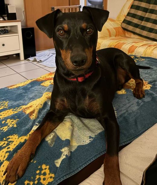 Deutscher Pinscher, schwarz-rot