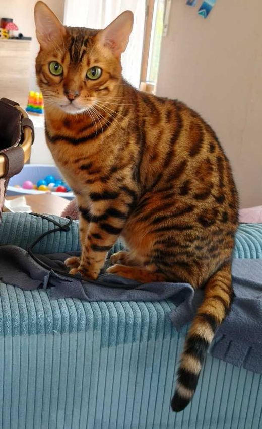 Bengal Cat, brown
