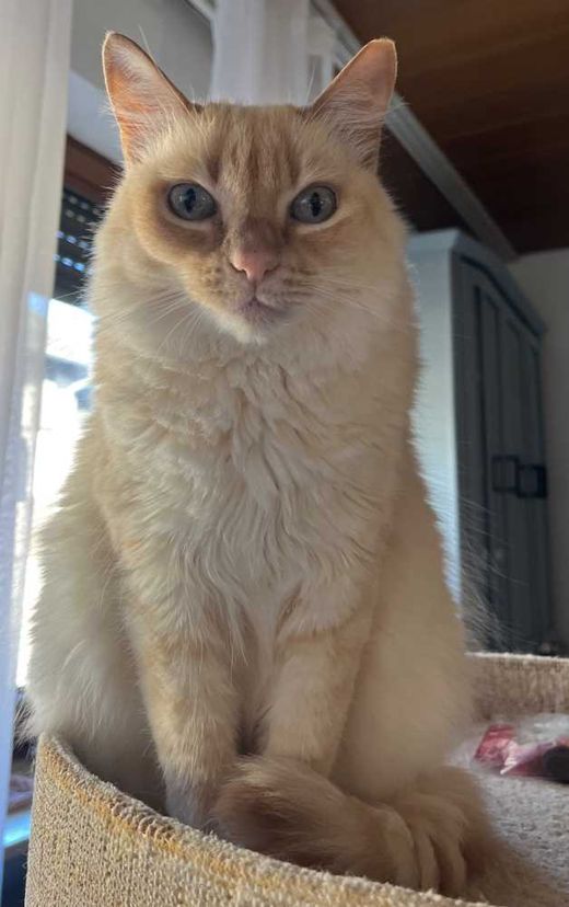 Mischling, Red Point