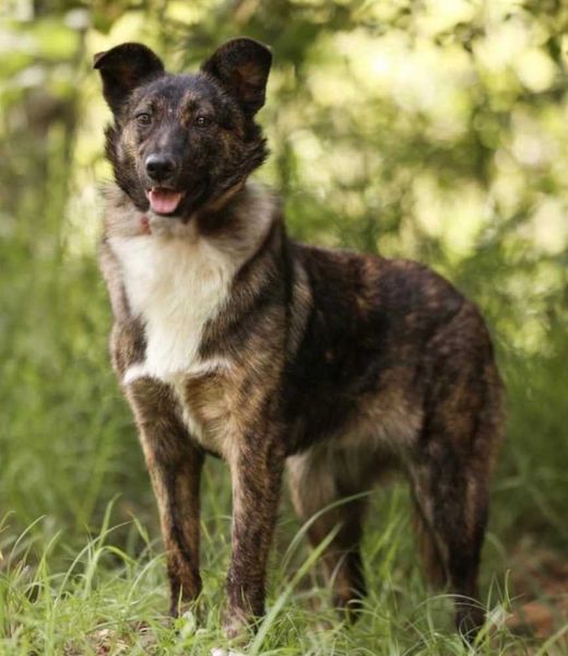 Mischlingshund, Braunschwarz
