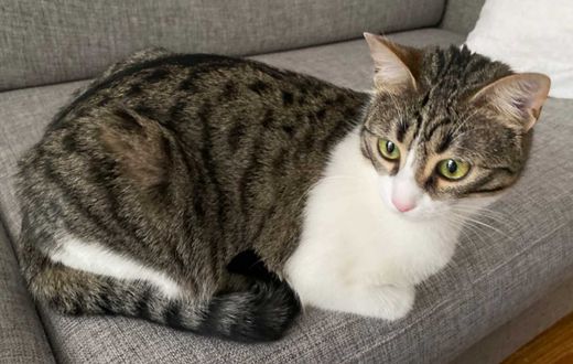 Hauskatze, getigert und weiß