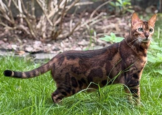 Bengal Cat, braun