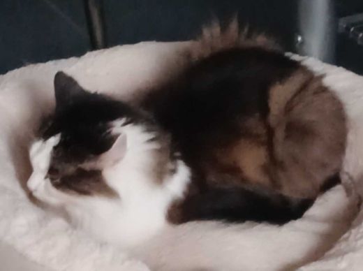 Europäische Langhaarkatze, weiß mit dunkelbraun