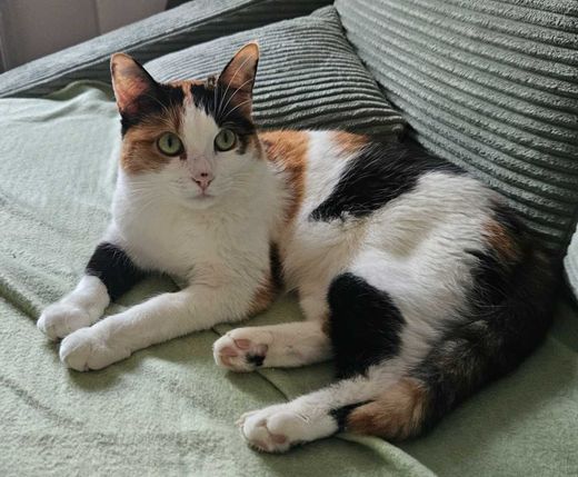 Hauskatze-Mix, weiss,schwarz,rot