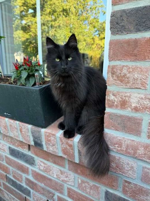 Norwegische Waldkatze, schwarz