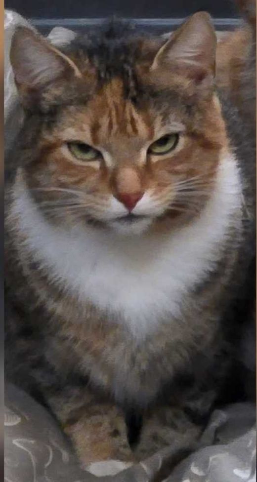 Hauskatze, grau beige rot weiß
