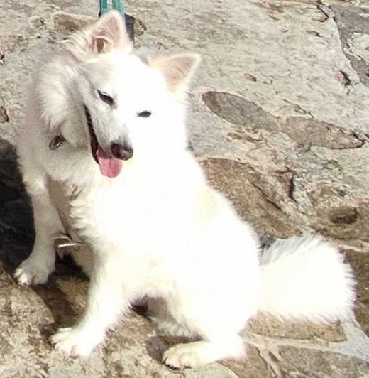 Podenco-Mix, weiß