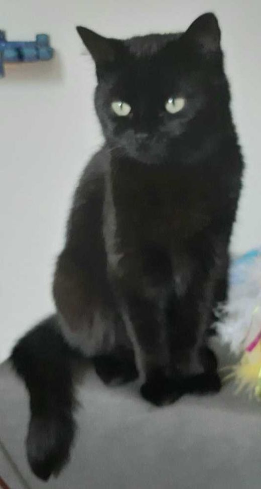 Perser/Hauskatze-Mix, schwarz