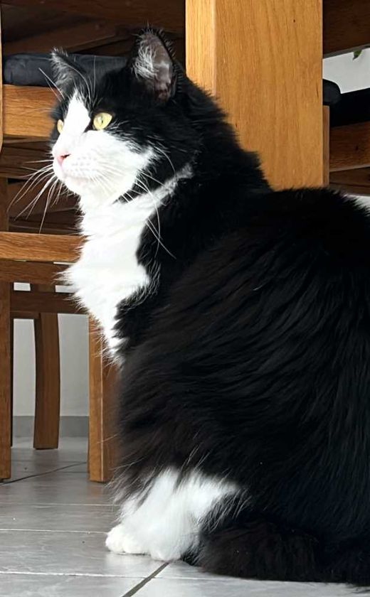 Maine Coon-Mix, schwarz-weiß