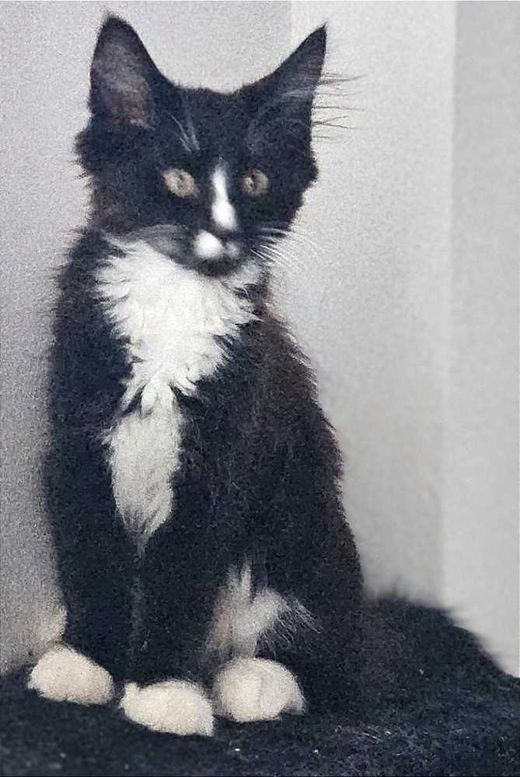 Norwegische Waldkatze, Schwarz Weiß