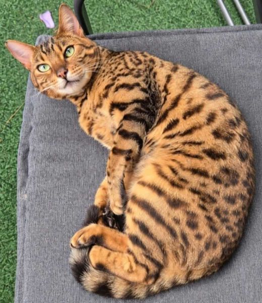 Bengal Cat, braun-schwarz