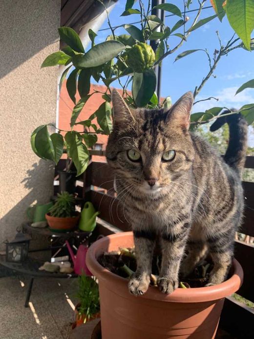 Hauskatze, Getiegert
