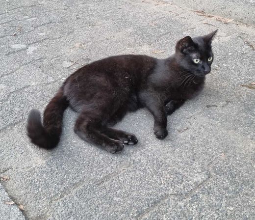 Europäisch Kurzhaar, schwarz