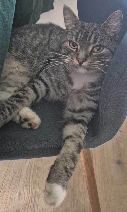 Hauskatze, dunkel grau-schw mit weiß